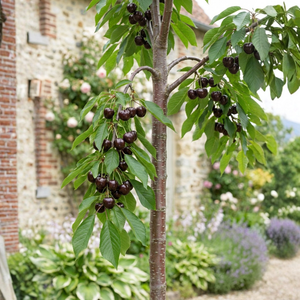 Cerisier 'Kordia'