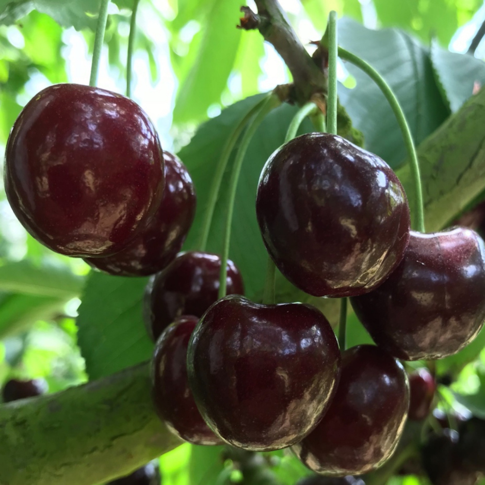 Cerisier 'Kordia'