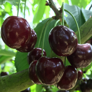 Cerisier 'Kordia'