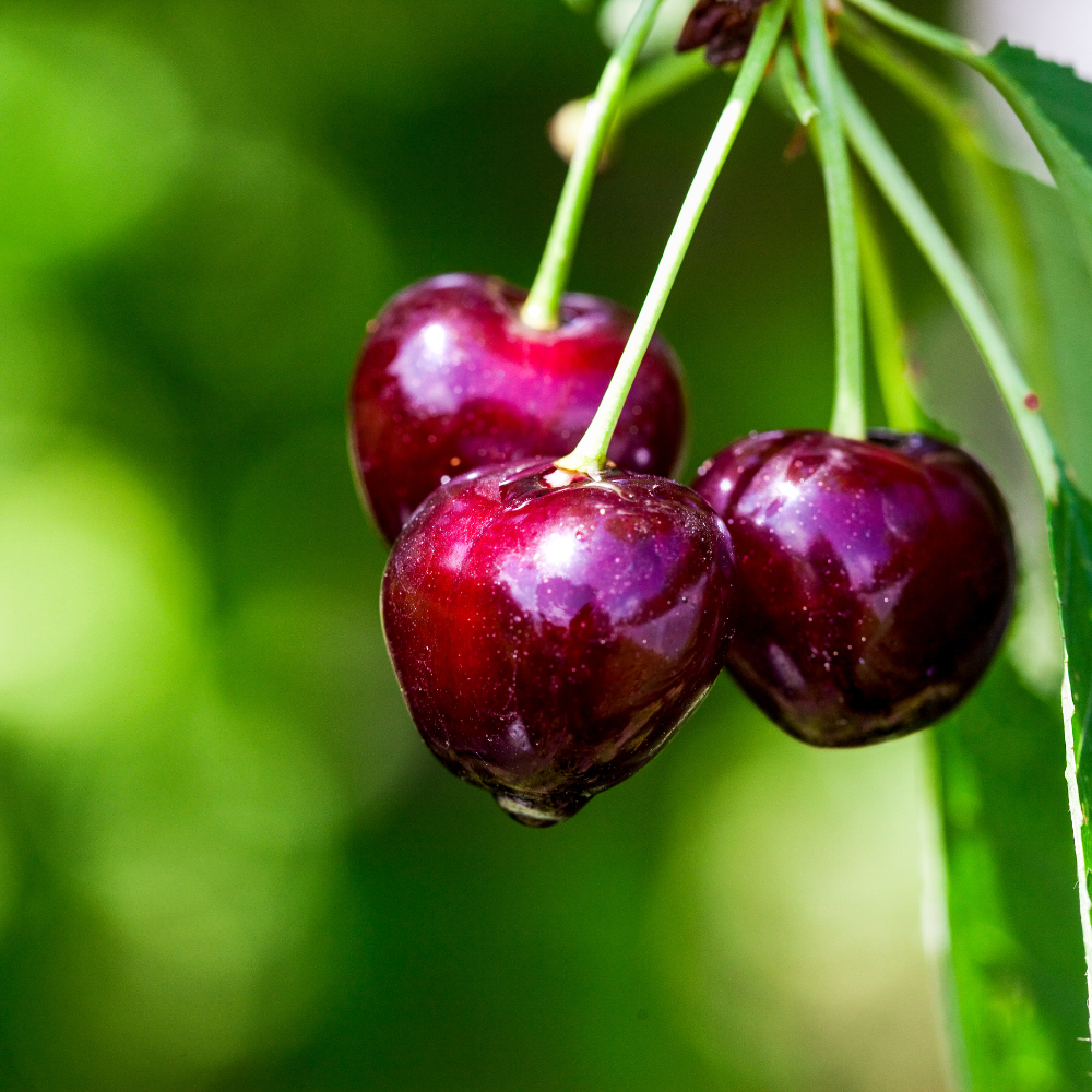 Cerisier 'Kordia'