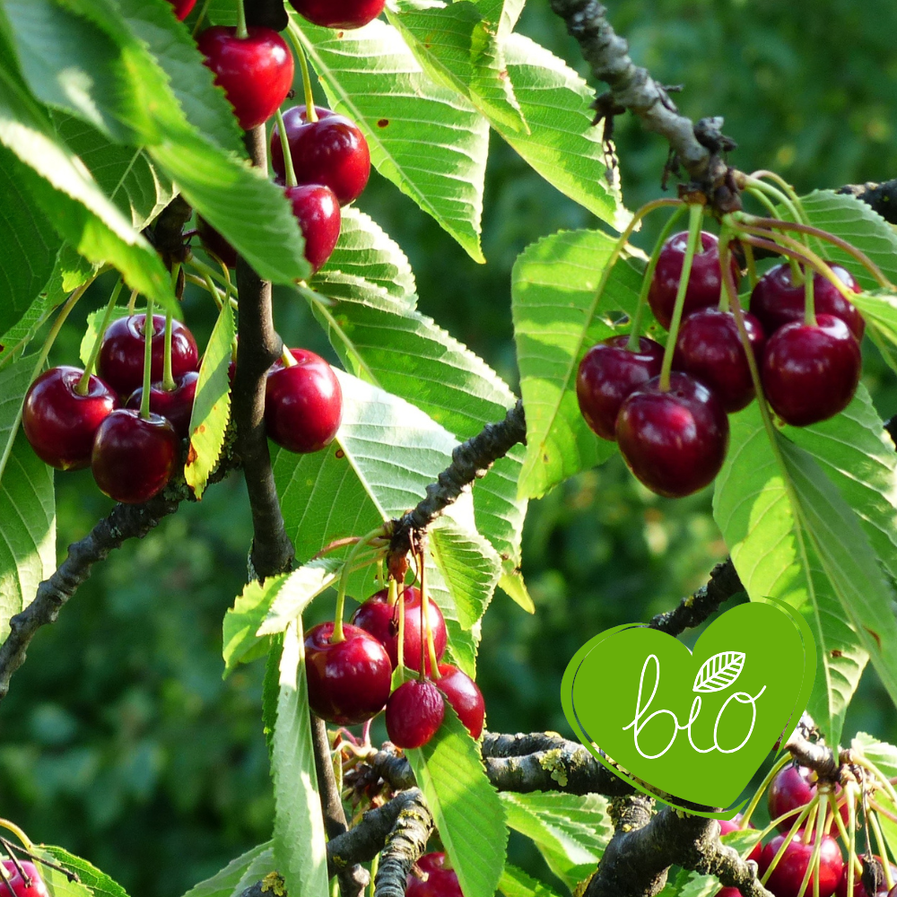 Low stem cherry tree 'Morellenfeuer'/'Noordkriek' BIO