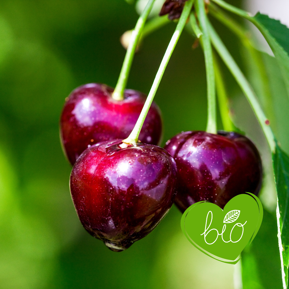 Low stem cherry tree 'Regina' BIO