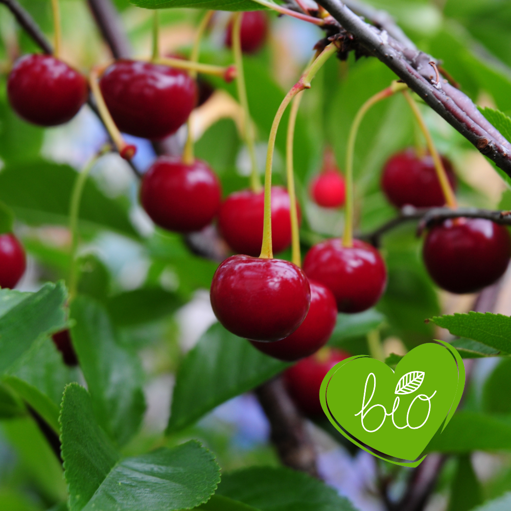 Low-stemmed cherry tree 'Sunburst' BIO
