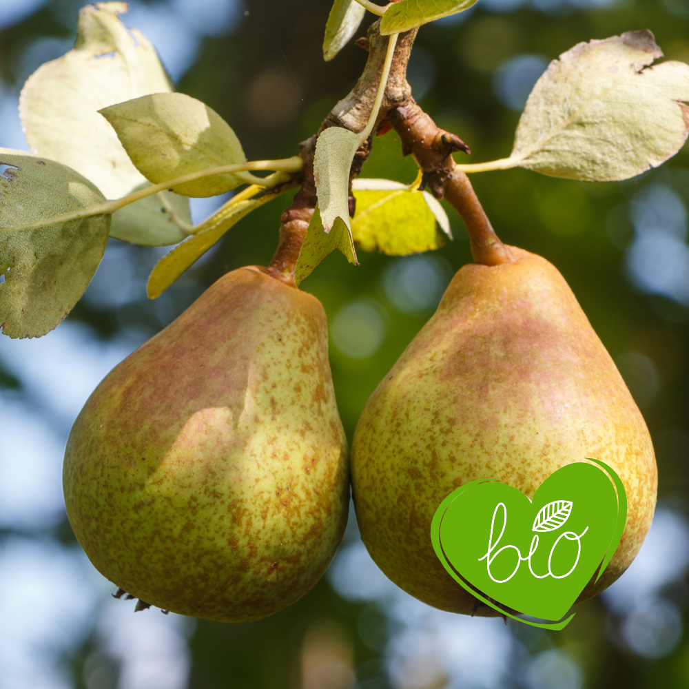 Low-stem pear tree 'Charneux' BIO