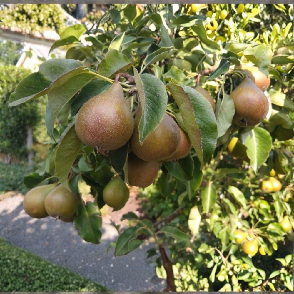 Poirier 'Gieser Wildeman'