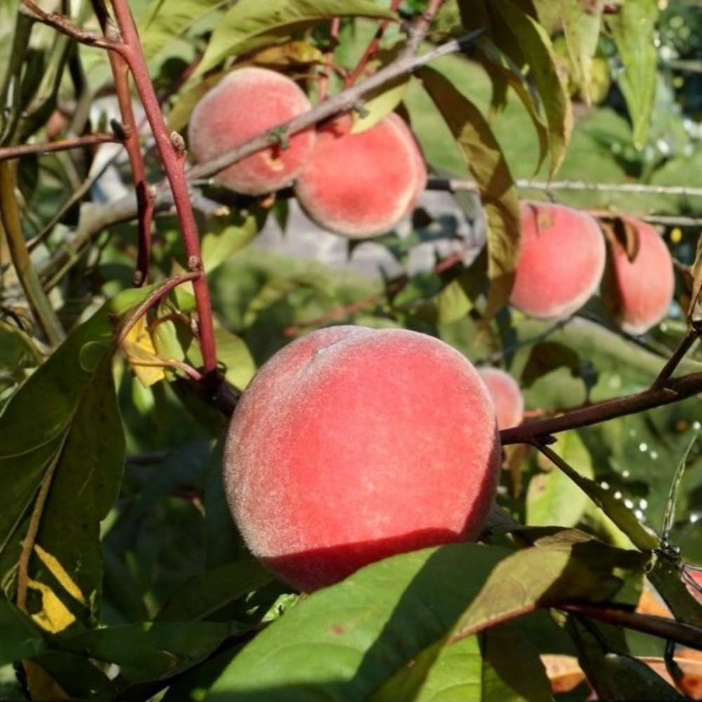 Laagstam perzikboom (Roodbladig) 'Rubira'