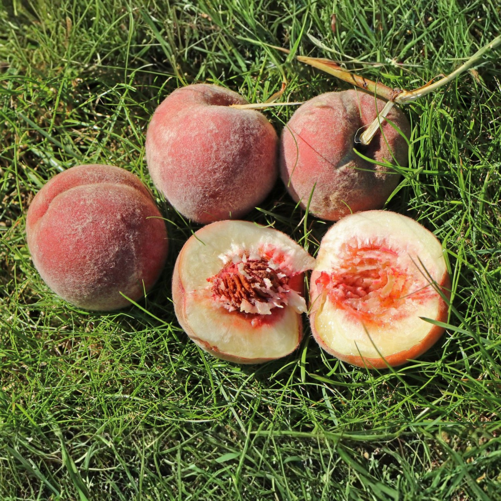 Laagstam perzikboom (Roodbladig) 'Rubira'