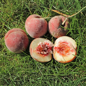 Laagstam perzikboom (Roodbladig) 'Rubira'