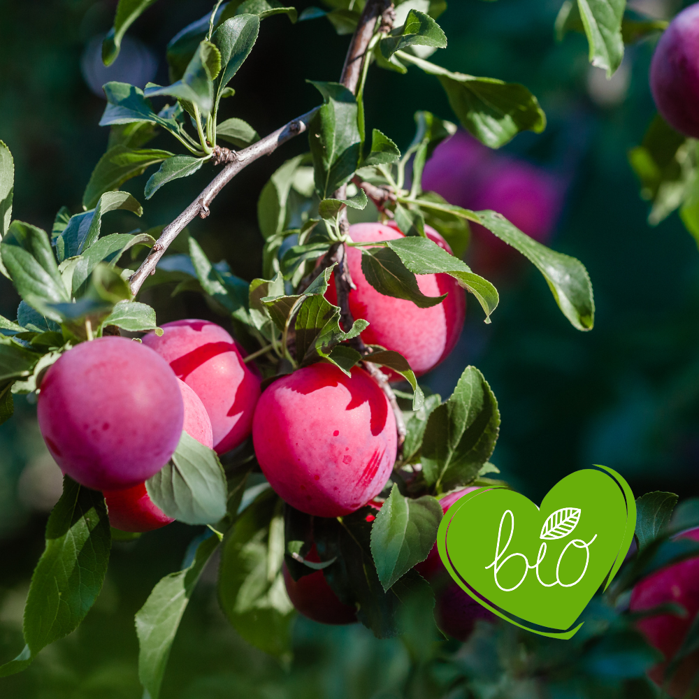 Low-stemmed plum tree 'Opal' BIO