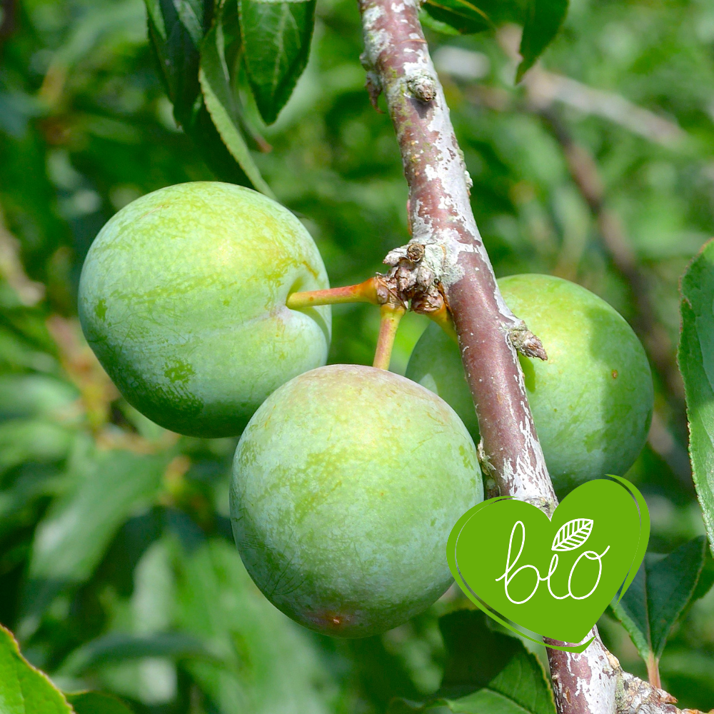Low stem plum tree 'Reine Claude Verte' BIO