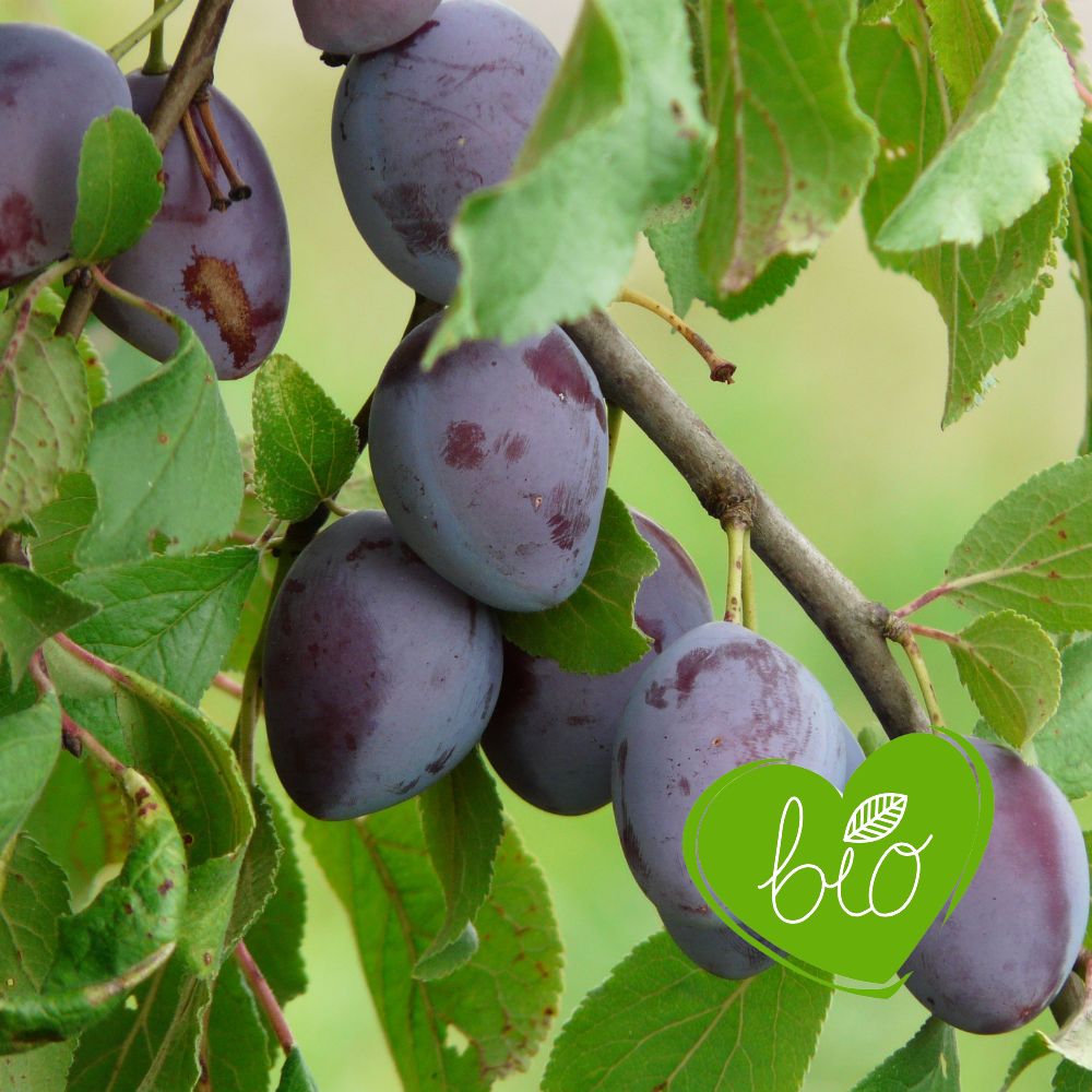 Low-stemmed plum tree 'The Czar' BIO