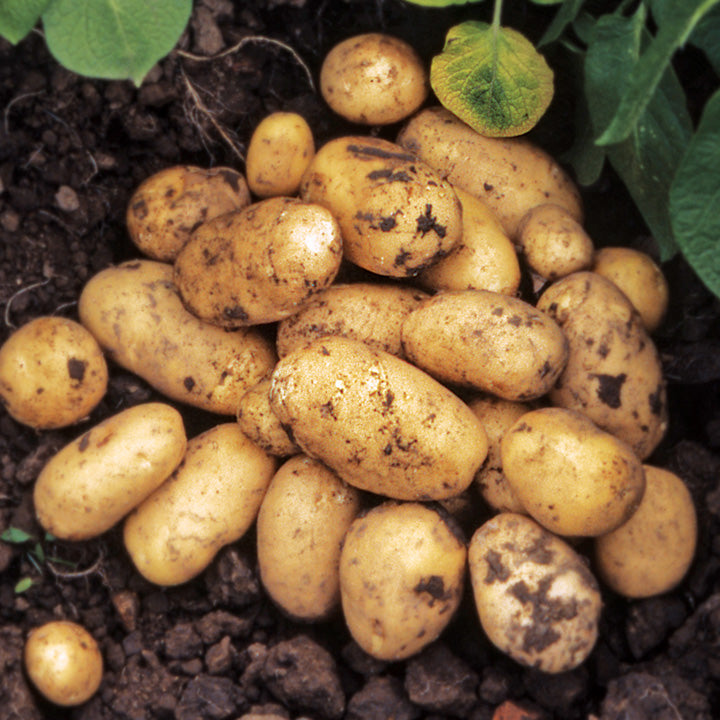 Semences de pomme de terre Lady Christl 25/30 précoces