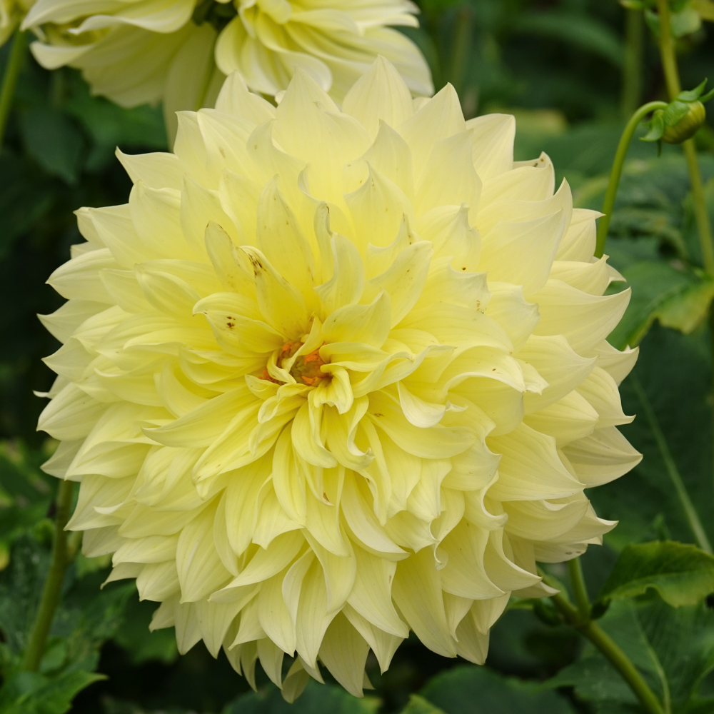 Dahlia 'La Luna'