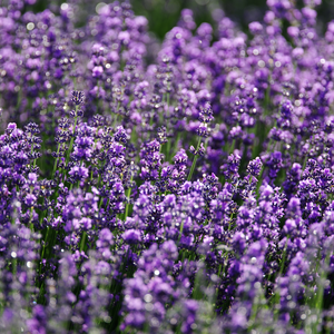 Lavande (lavandula intermedia) - 'Vera' BIO