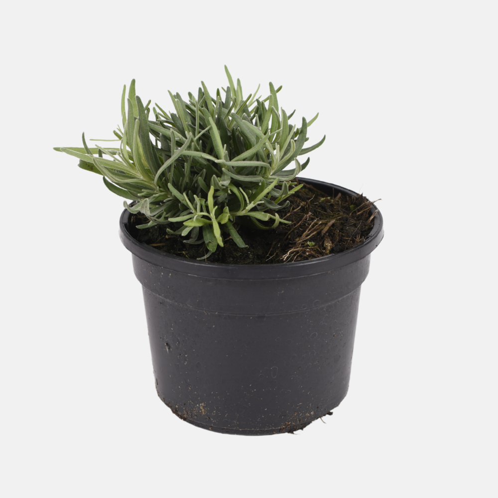 Lavande (lavandula intermedia) - 'Vera' BIO