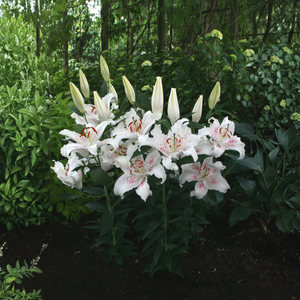 Lily 'Muscadet' - 5 pieces