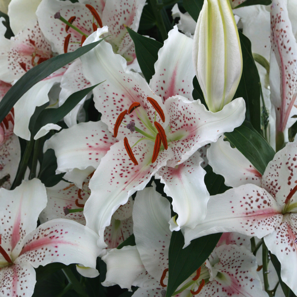 Lily 'Muscadet' - 5 pieces
