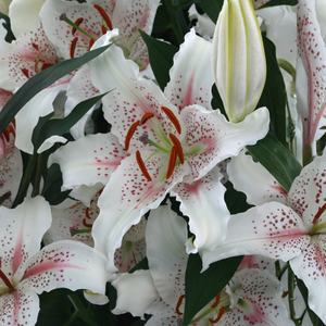 Lily 'Muscadet' - 5 pieces
