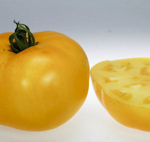 Fleischtomate ''Lemon Boy F1'' (gelb) im Topf 1 Pflanze 