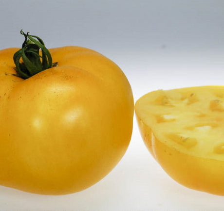 Tomate de boeuf ''Lemon Boy F1'' (jaune) en pot 1 plante 