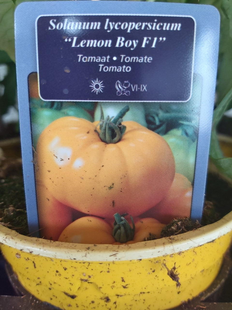 Fleischtomate ''Lemon Boy F1'' (gelb) im Topf 1 Pflanze 