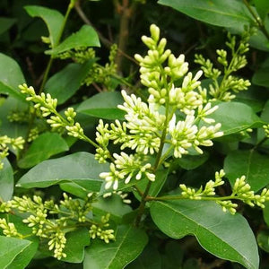 Liguster (Ligustrum ovalifolium) - blote wortel - 40/60 cm