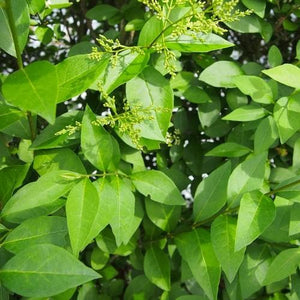 Liguster (Ligustrum ovalifolium) – wurzelnackt – 60/80 cm