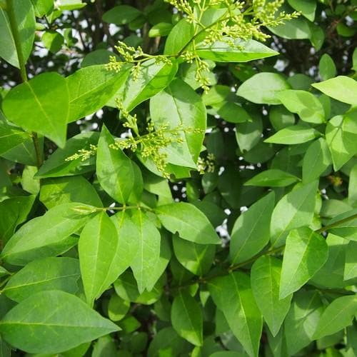 Troène (Ligustrum ovalifolium) - racine nue - 40/60 cm