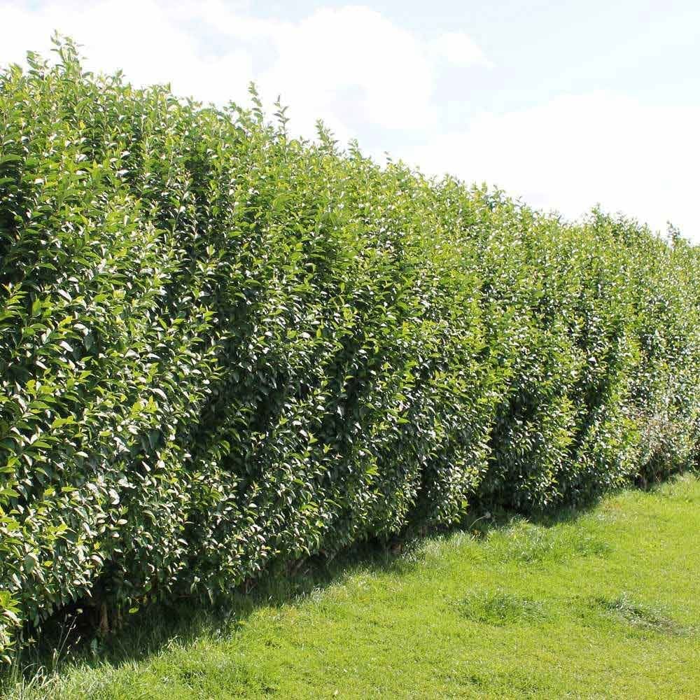 Liguster (Ligustrum ovalifolium) - blote wortel - 80/100 cm