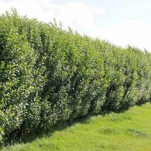 Liguster (Ligustrum ovalifolium) – wurzelnackt – 40/60 cm