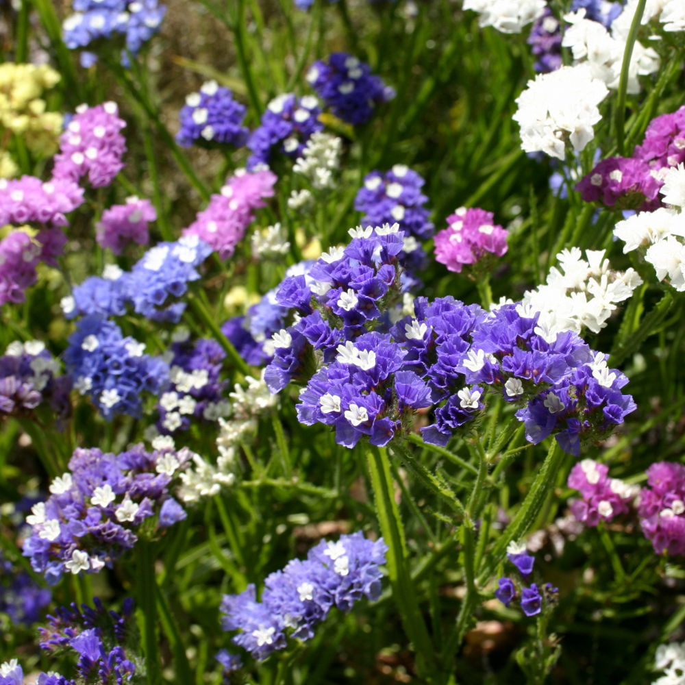Limonium sinuatum (Oreille de Lavande) - Mélange Forever Formula