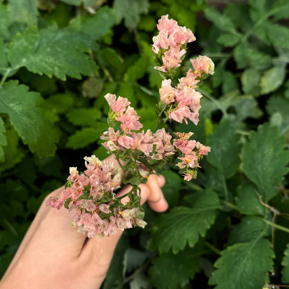 Limonium sinuatum (lamsoor) - QIS Apricot