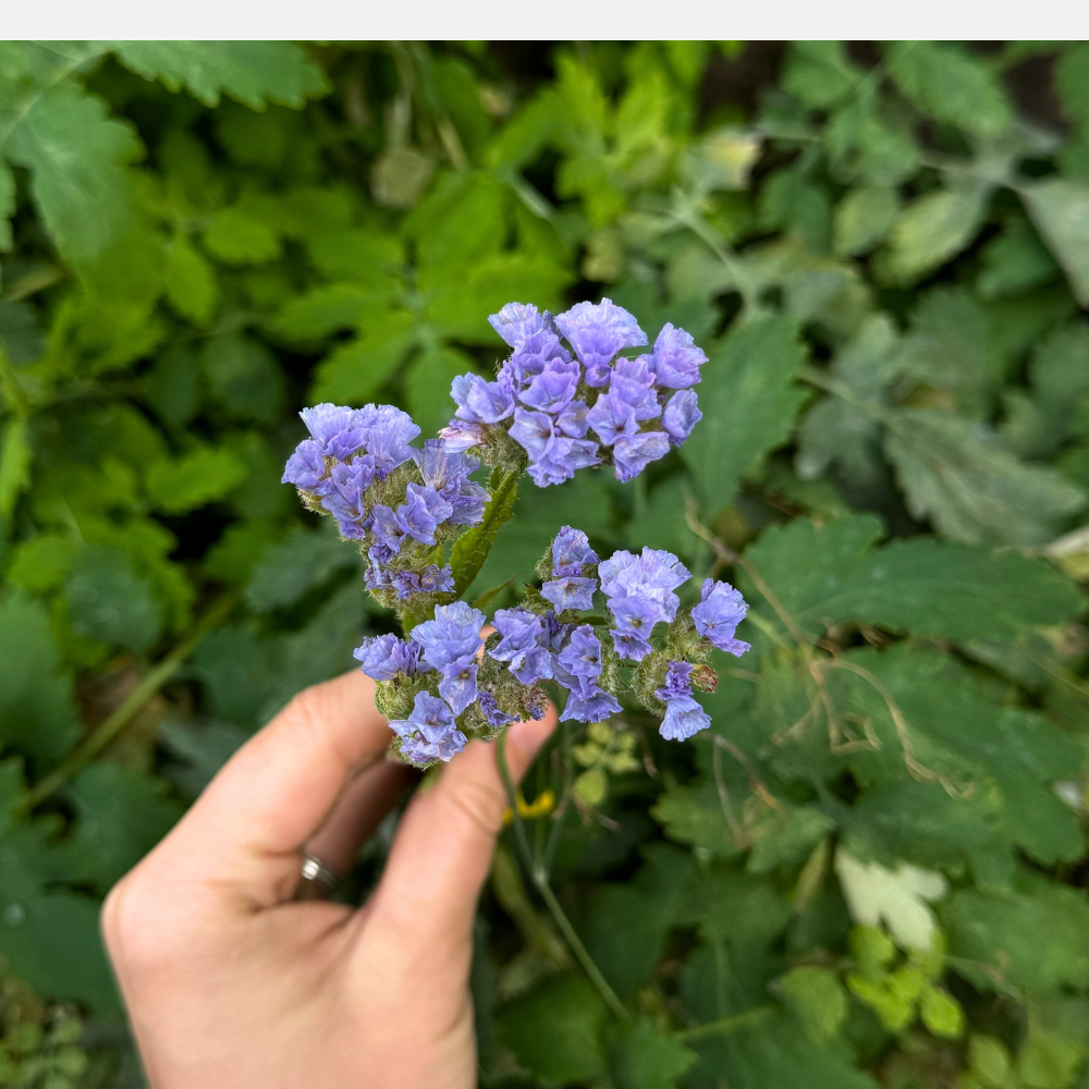 Limonium sinuatum (Oreille de Lavande) - QIS Bleu Pâle