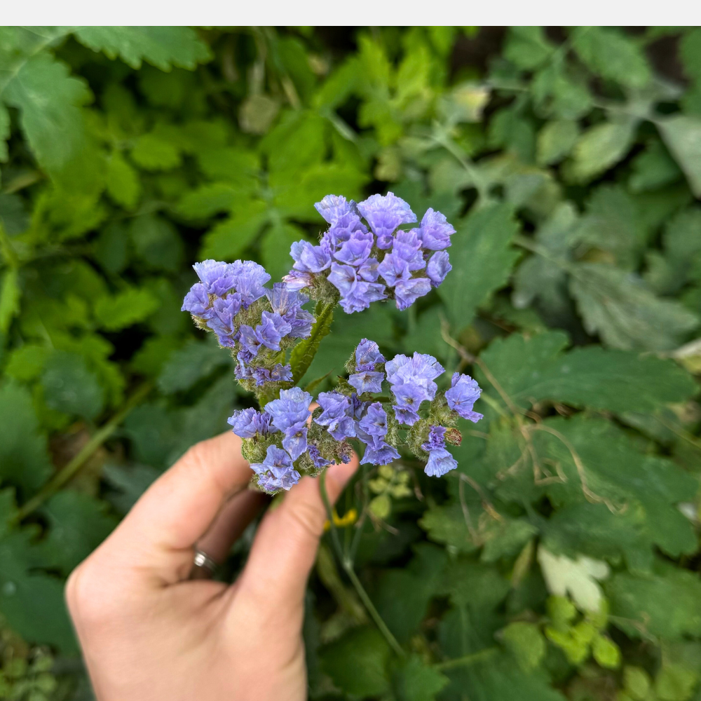 Limonium sinuatum (Lavendelohr) – QIS Hellblau