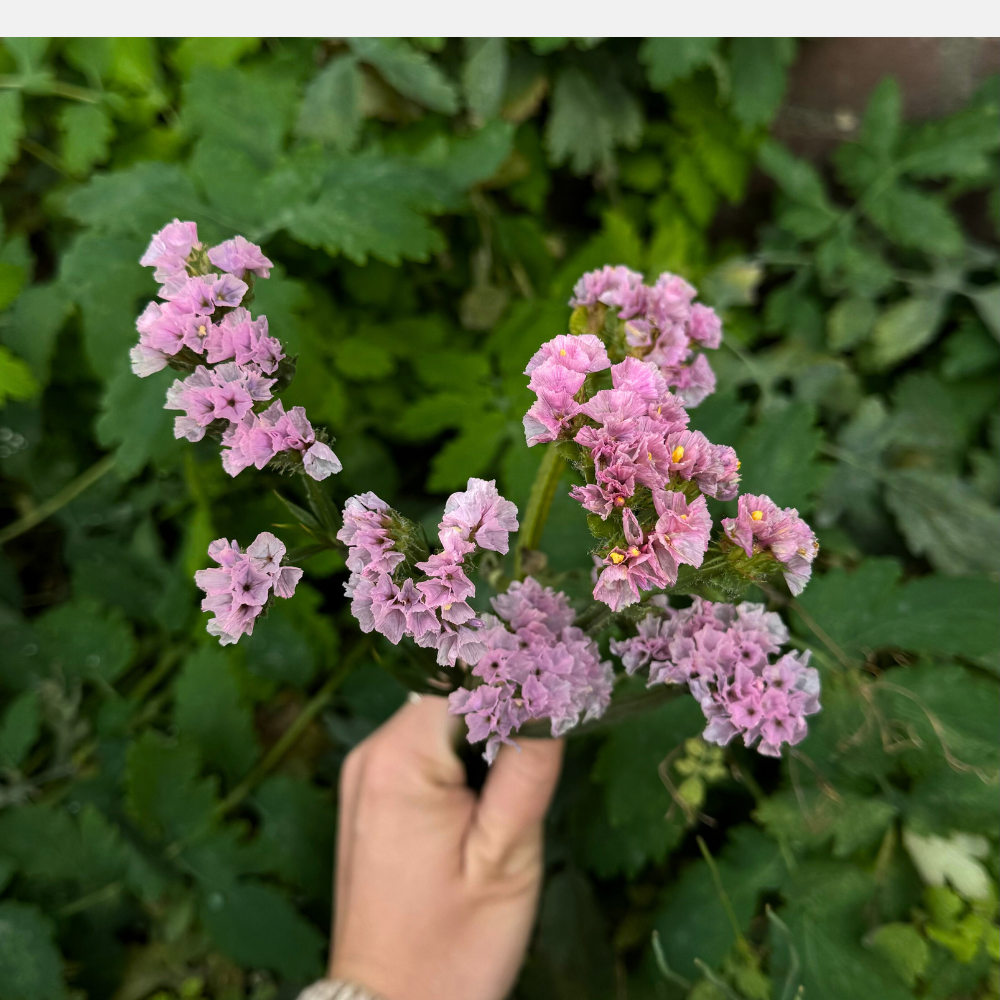 Limonium sinuatum (Oreille de Lavande) - QIS Rose