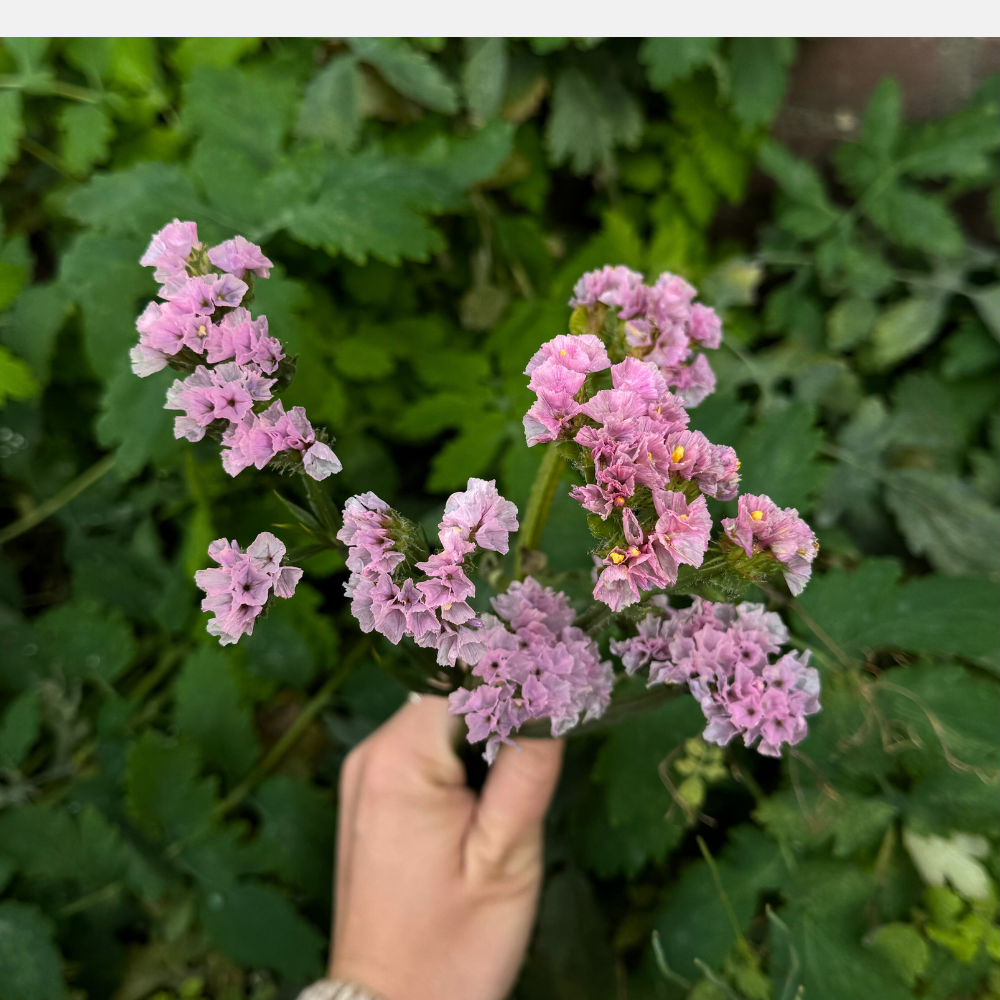 Limonium sinuatum (lamsoor) - QIS Rose