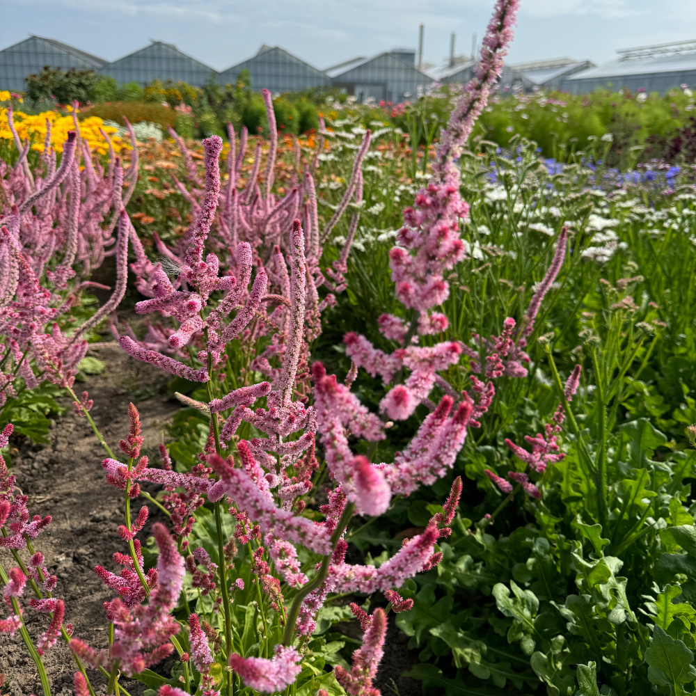 Limonium suworowii (sea lavender) - 'Pink Pokers'