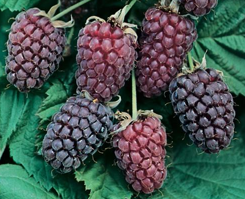 Loganberry rubus loganobaccus (croix framboise/mûre) en pot de 2 litres