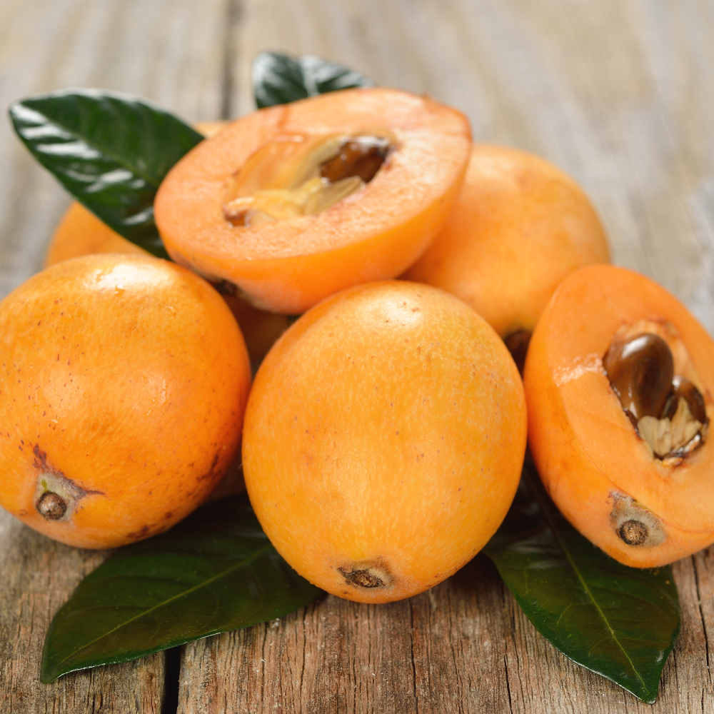 Loquat - Japanse wolmispel