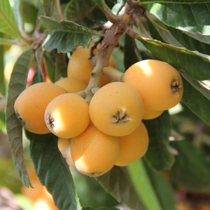 Loquat - Japanse wolmispel