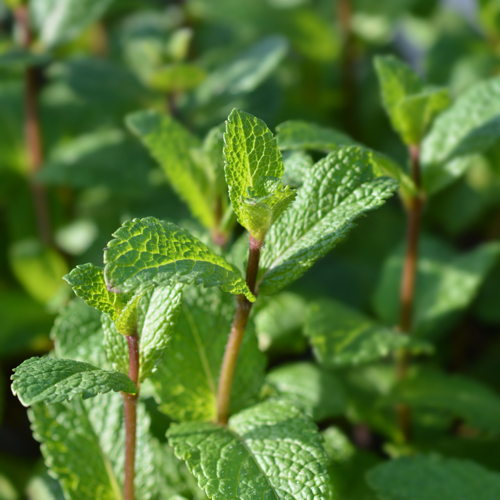 Marokaanse munt - P9 pot