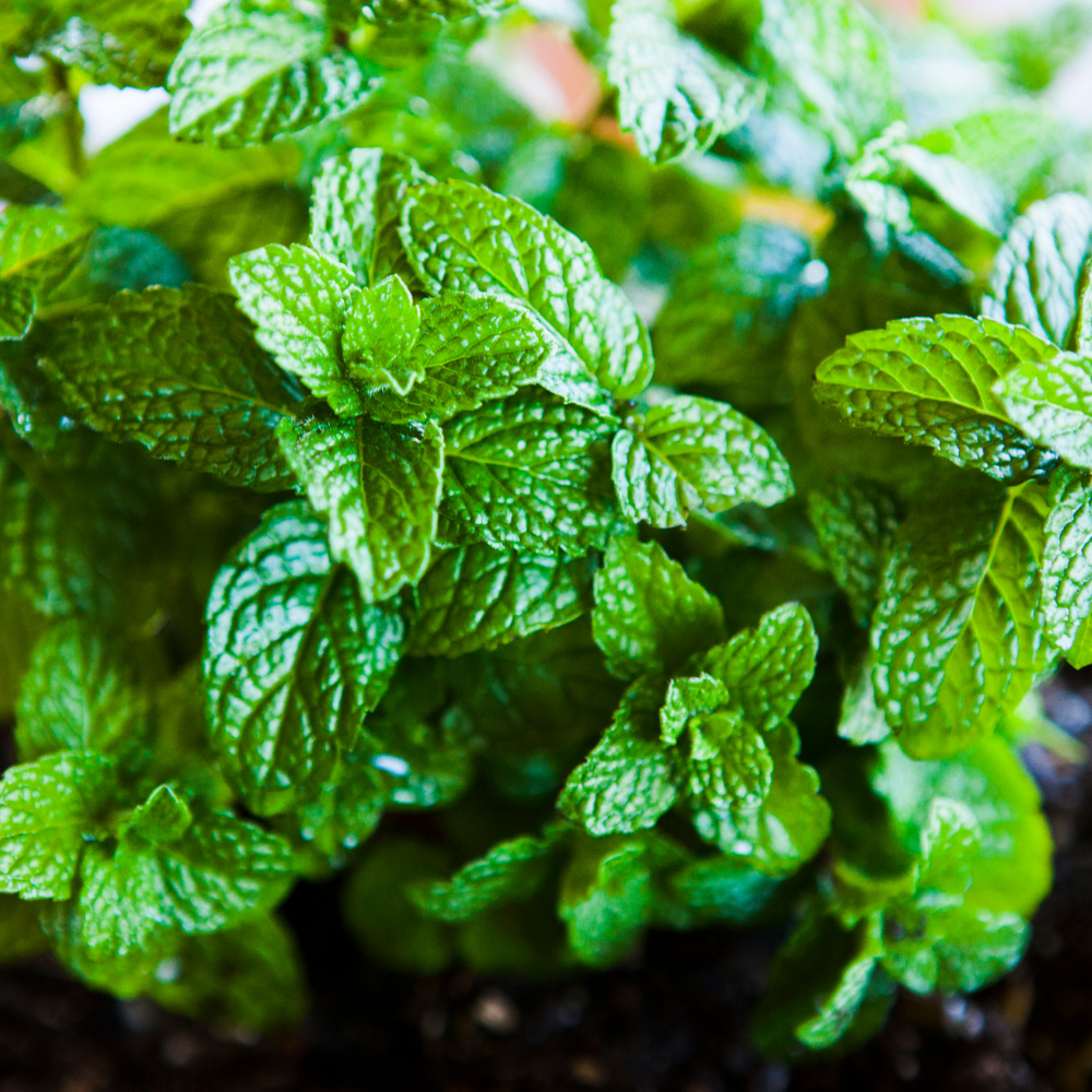 Marokaanse munt - P9 pot