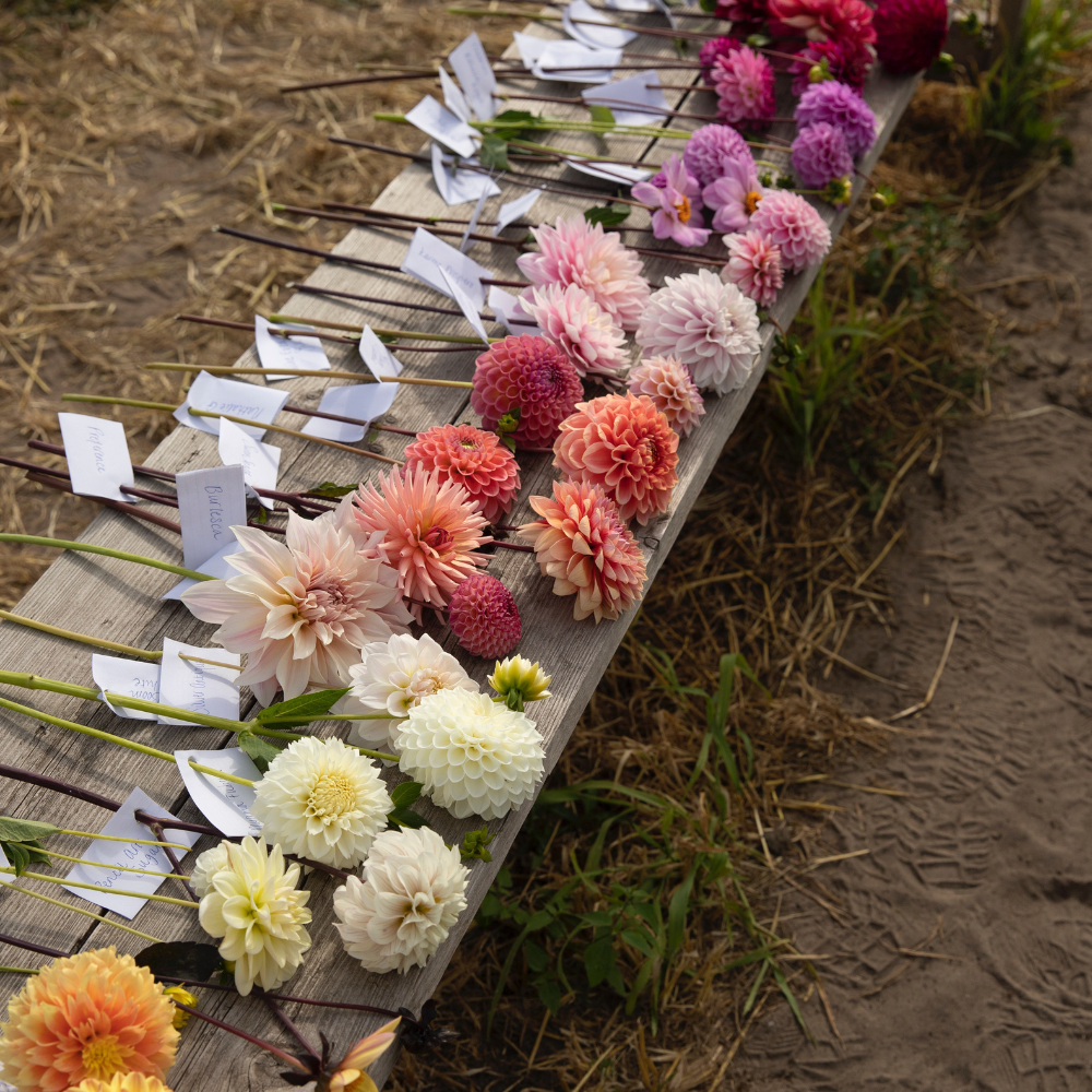 Dahlia pakket XXXXL pakket (met al onze 56 soorten)