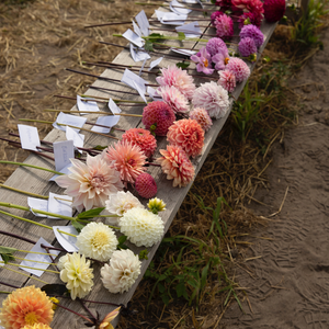 Dahlia pakket XXXXL pakket (met al onze 56 soorten)