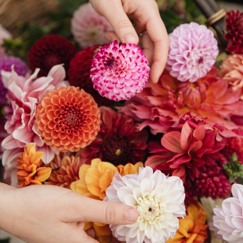 Dahlia pakket XXXXL pakket (met al onze 56 soorten)