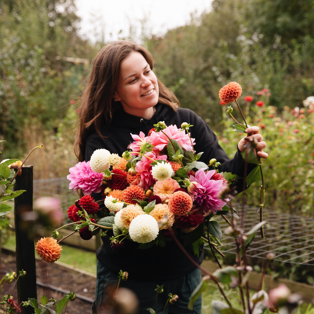 Dahlia pakket XXXXL pakket (met al onze 56 soorten)