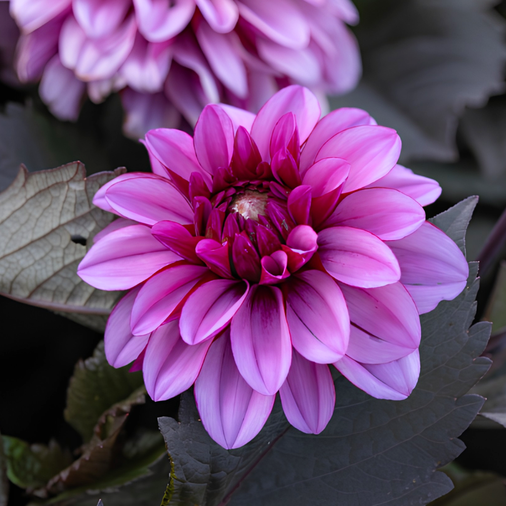 Dahlia 'Melissa Annemarijke'