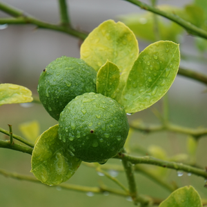 Meyer citroen - Citrus x Meyeri