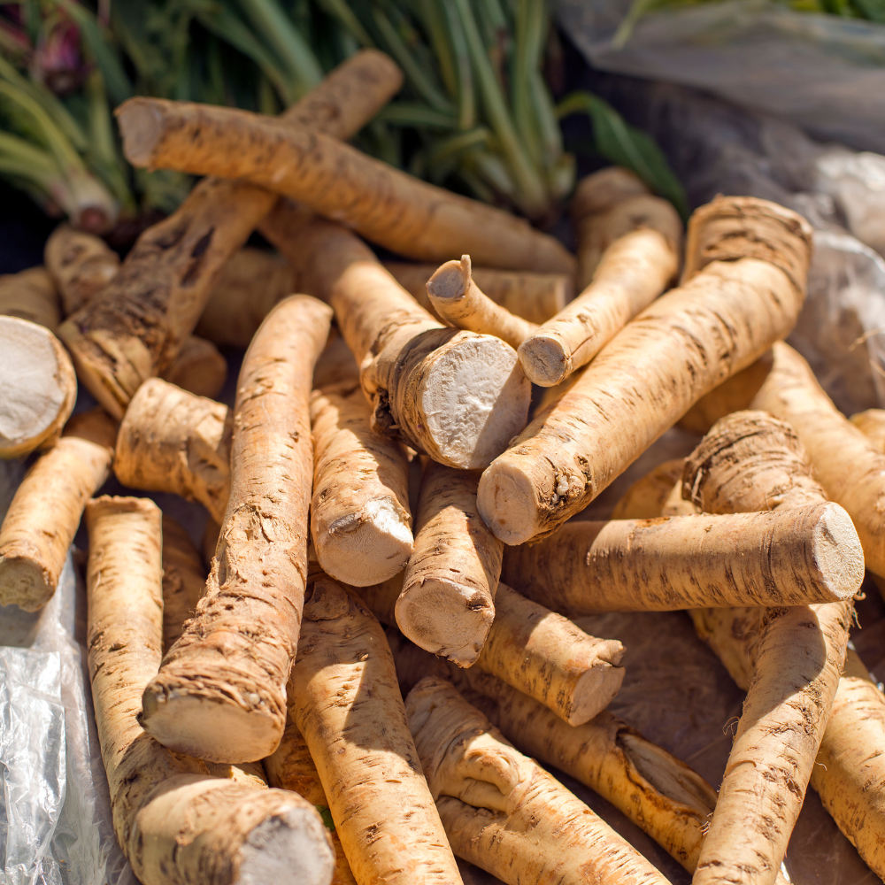 Mierikswortel (Armoracia rusticana) - P9 pot