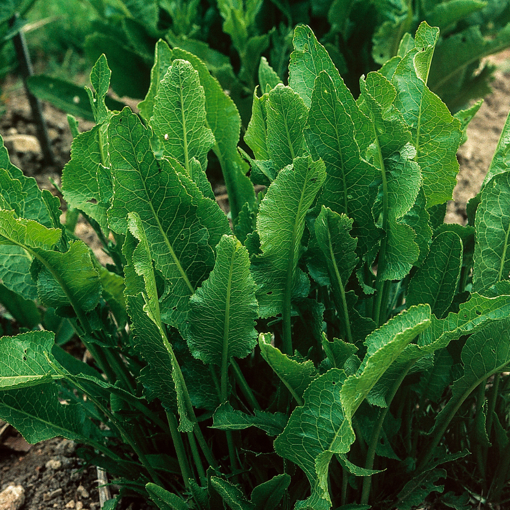 Mierikswortel (Armoracia rusticana) - P9 pot